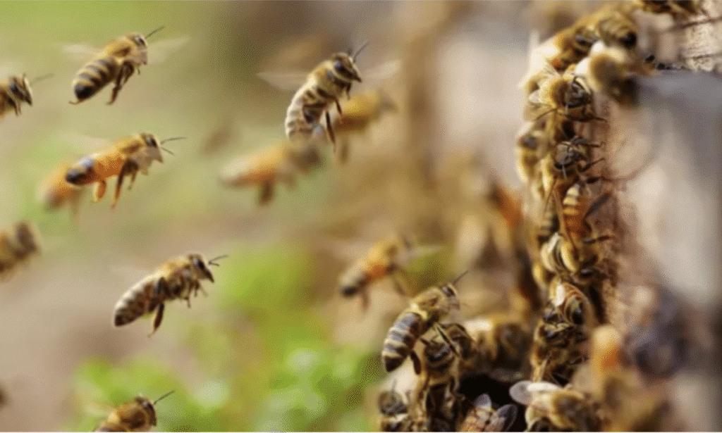 Bees attack candidates writing BECE at school for the deaf exam centre