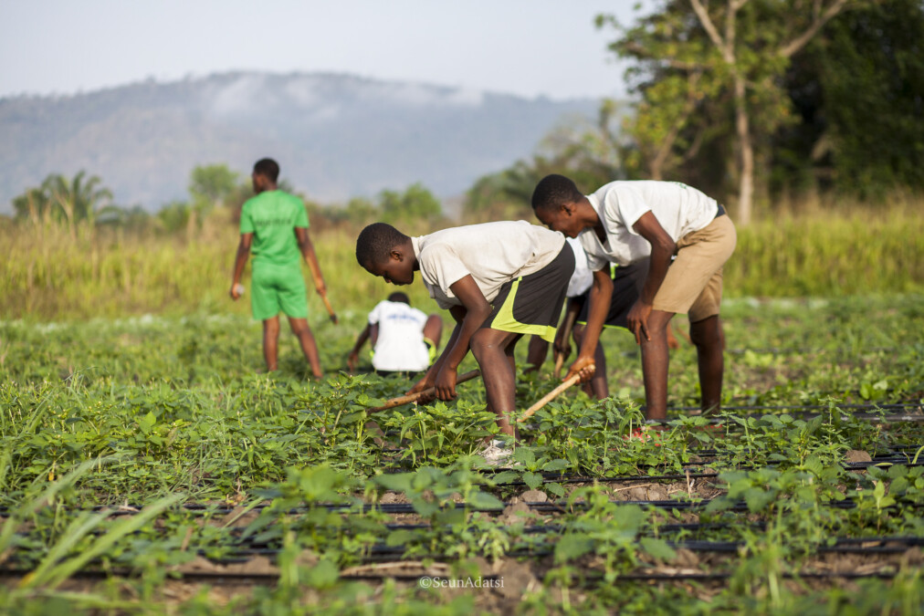 Students abandon School to Work on 'Wee' Farms