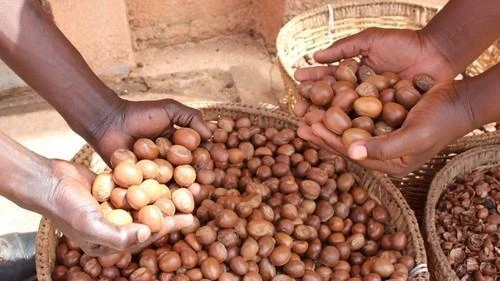 raw shea nuts